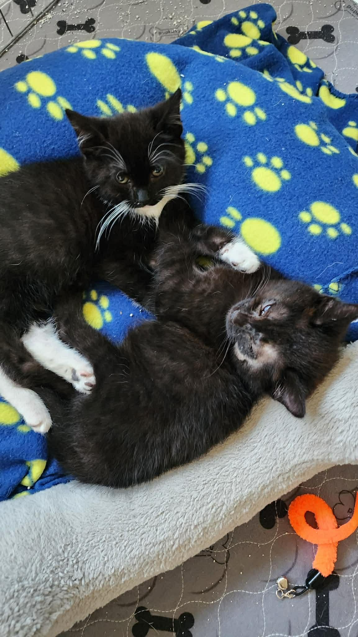 Enlarge Softy (male) Sunshine (female), an adopted mixed breed in Poway, CA image 2/5