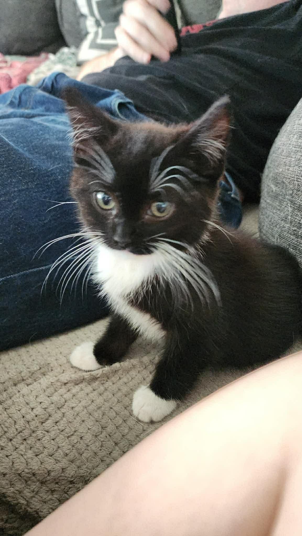 Softy (male) Sunshine (female), adopted, Kitten Male American Shorthair.