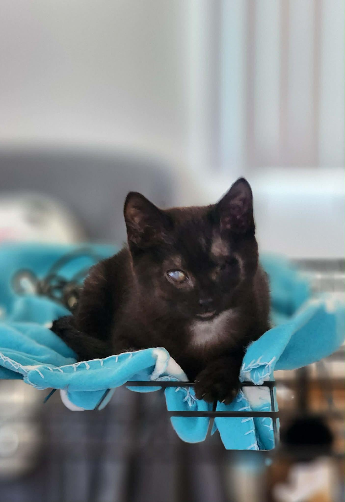 Enlarge Softy (male) Sunshine (female), an adopted mixed breed in Poway, CA image 3/5