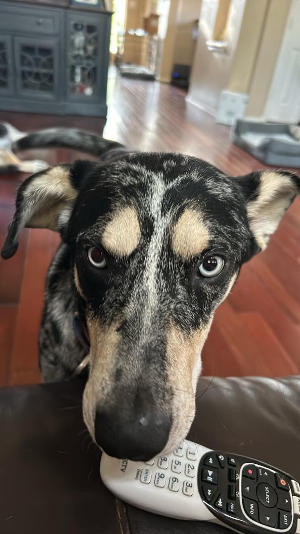 Rocky photo 2