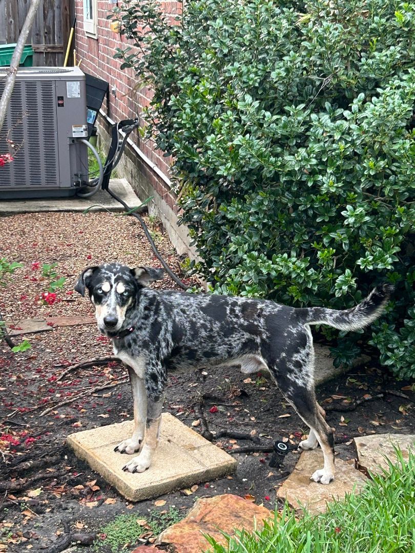 Rocky, Adult Male Cattle Dog