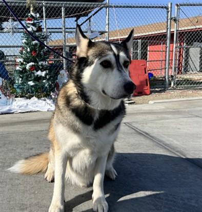 KNOX FELIPE BARRIENTOS, Adoptable, Adult Male Siberian Husky.