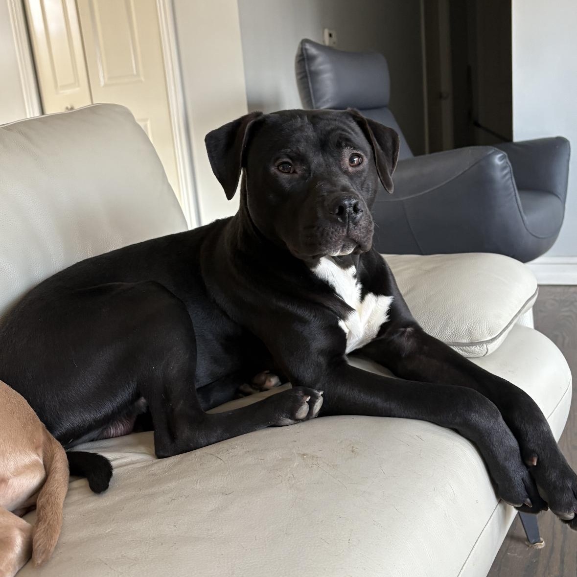 Enlarge Breezy, a Adoptable mixed breed in Rochester Hills, MI image 1/2