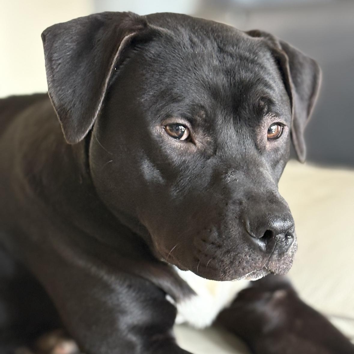 Enlarge Breezy, a Adoptable mixed breed in Rochester Hills, MI image 2/2