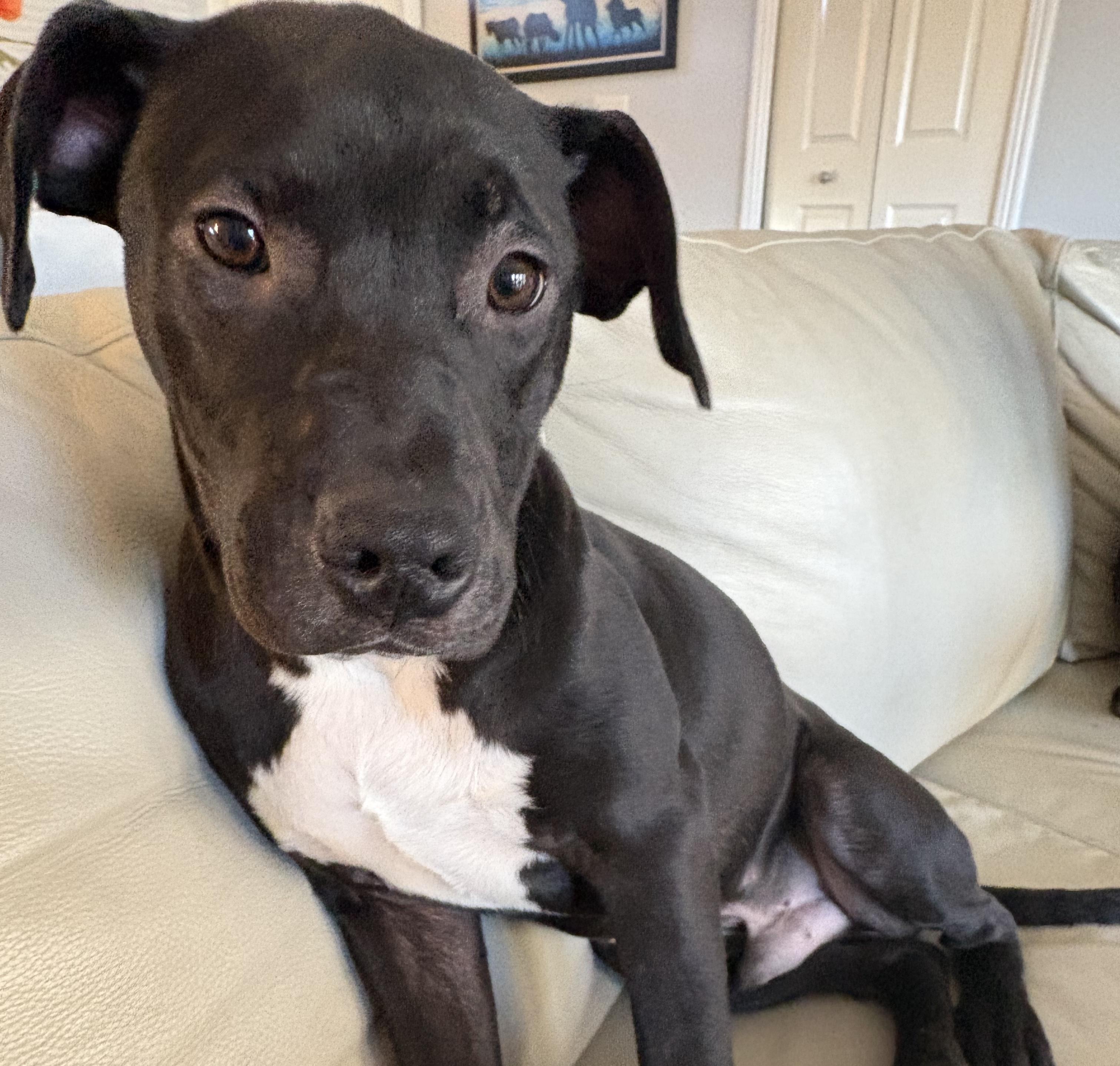 Enlarge Breezy, a Adoptable mixed breed in Rochester Hills, MI image 1/2