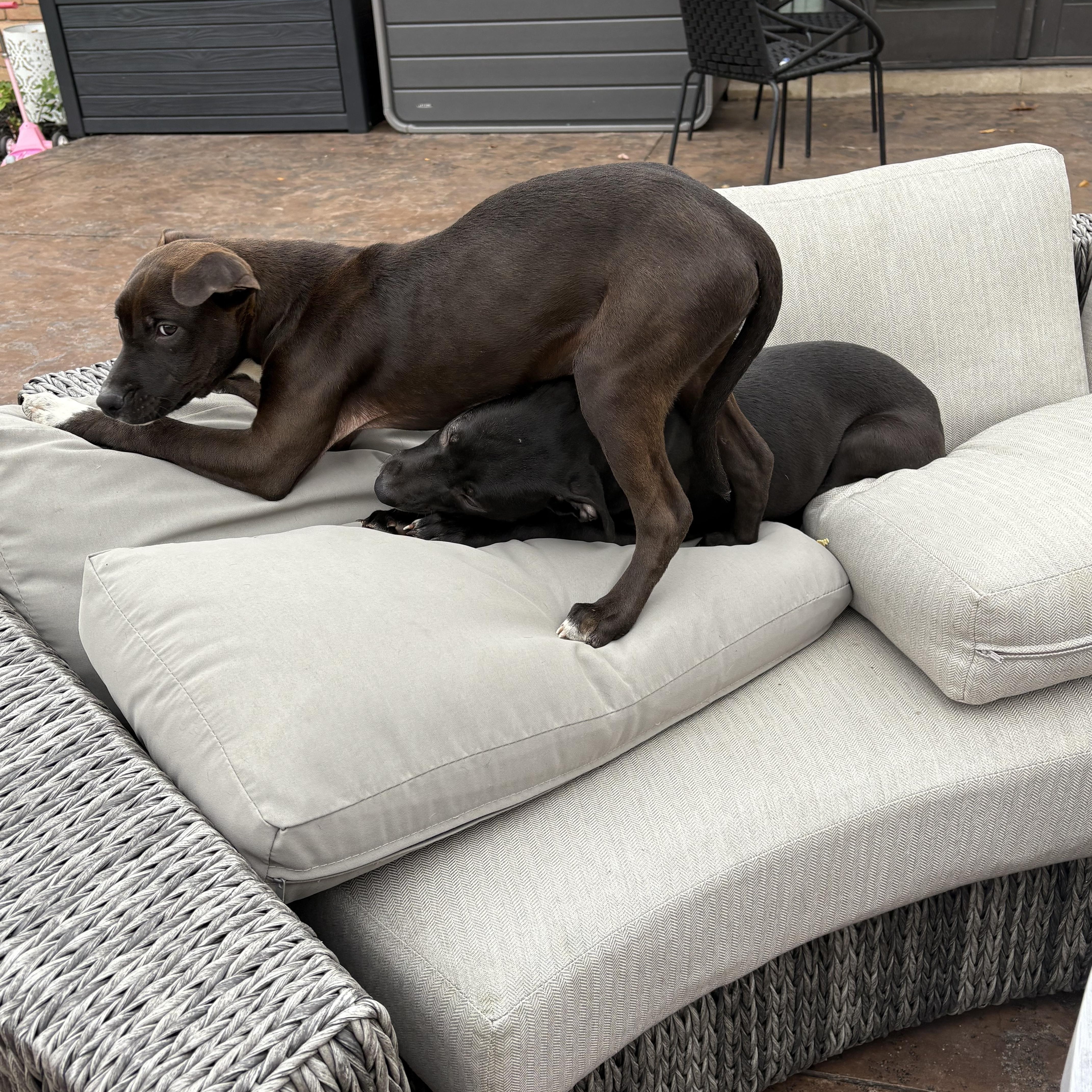 Breezy, an adoptable Pit Bull Terrier, Labradoodle in Rochester Hills, MI, 48309 | Photo Image 2