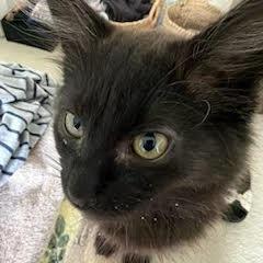 Cayenne, Adoptable, Kitten Female Domestic Medium Hair.