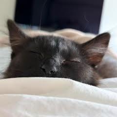 Cayenne, a Adoptable Domestic Medium Hair in Abbotsford, BC image 2/2