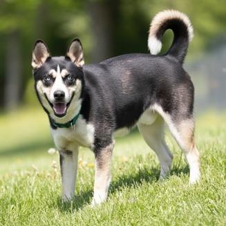 Duke, a Adoptable mixed breed in Novelty, OH image 1/5