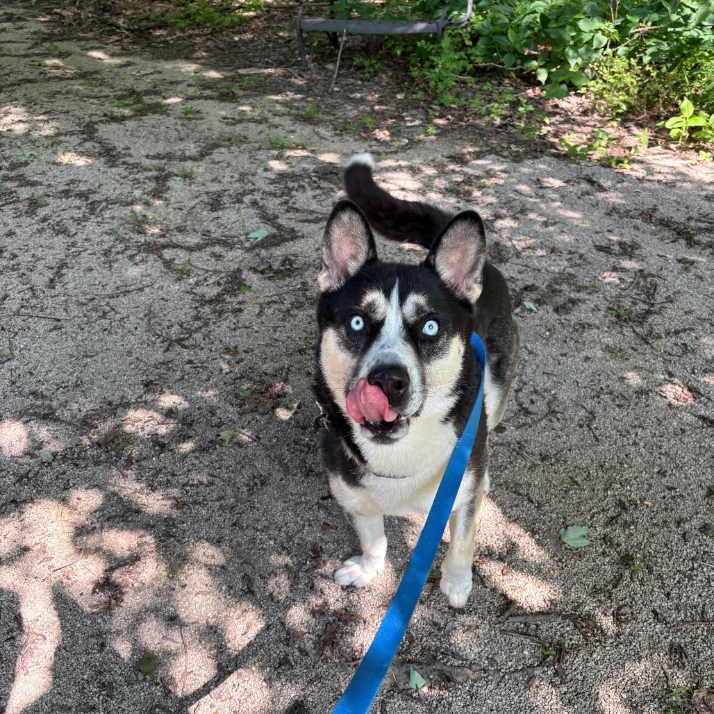 Duke, a Adoptable mixed breed in Novelty, OH image 1/4