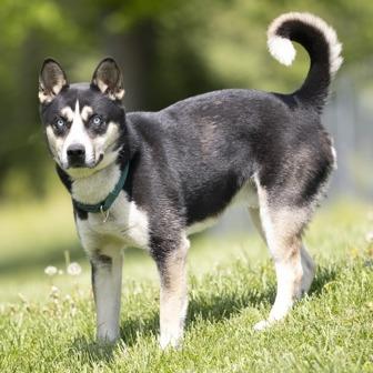 Duke, a Adoptable mixed breed in Novelty, OH image 2/4