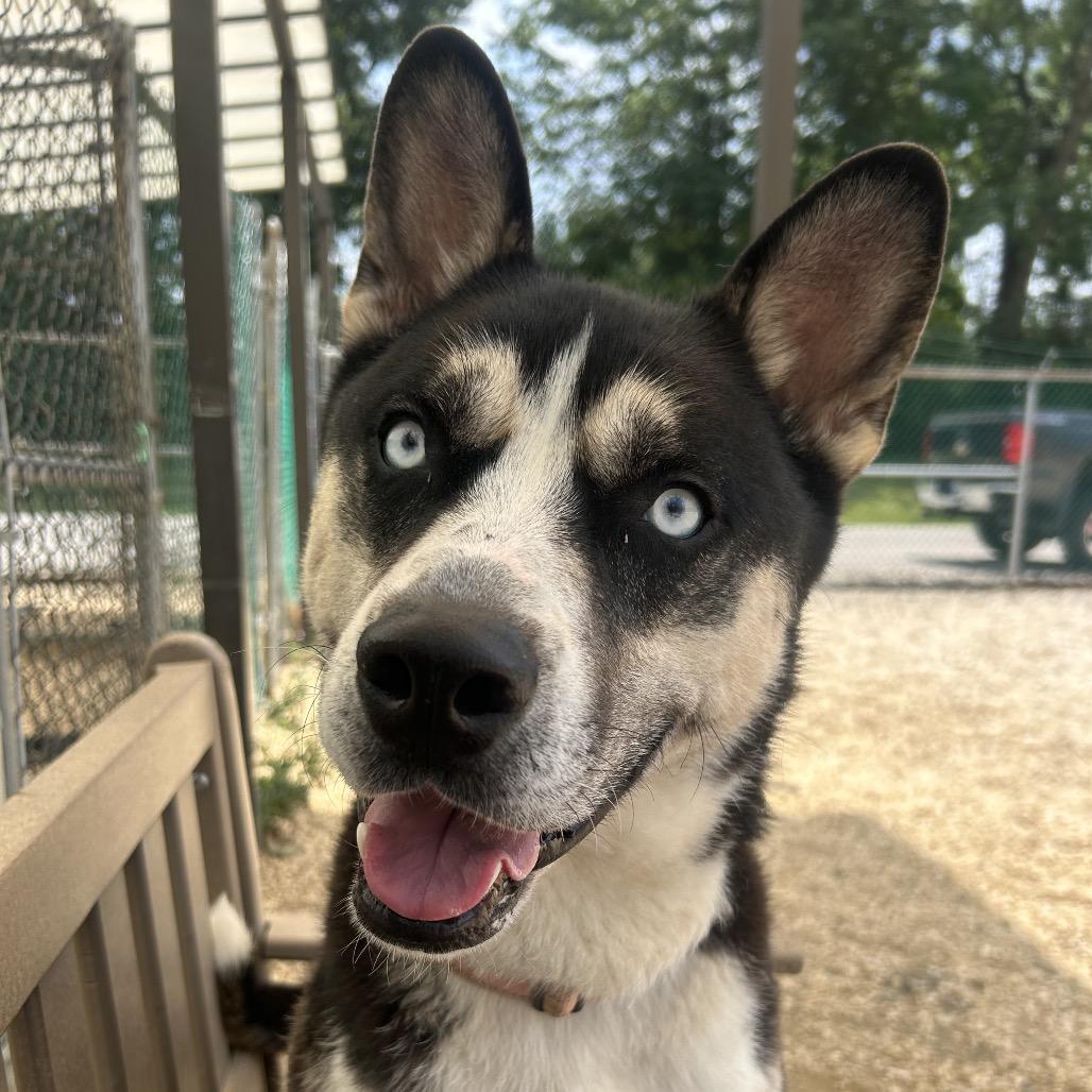 Duke, a Adoptable mixed breed in Novelty, OH image 3/5