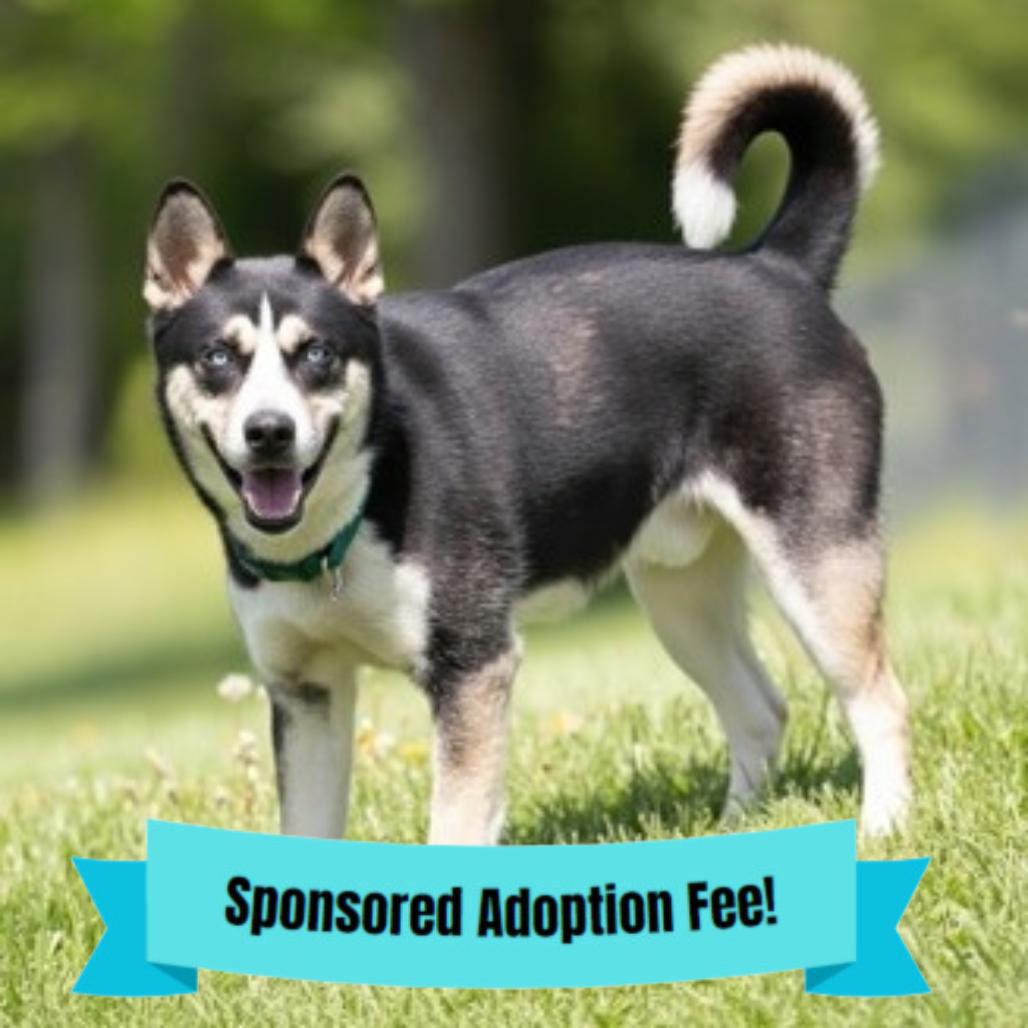 Duke, a Adoptable mixed breed in Novelty, OH image 3/4