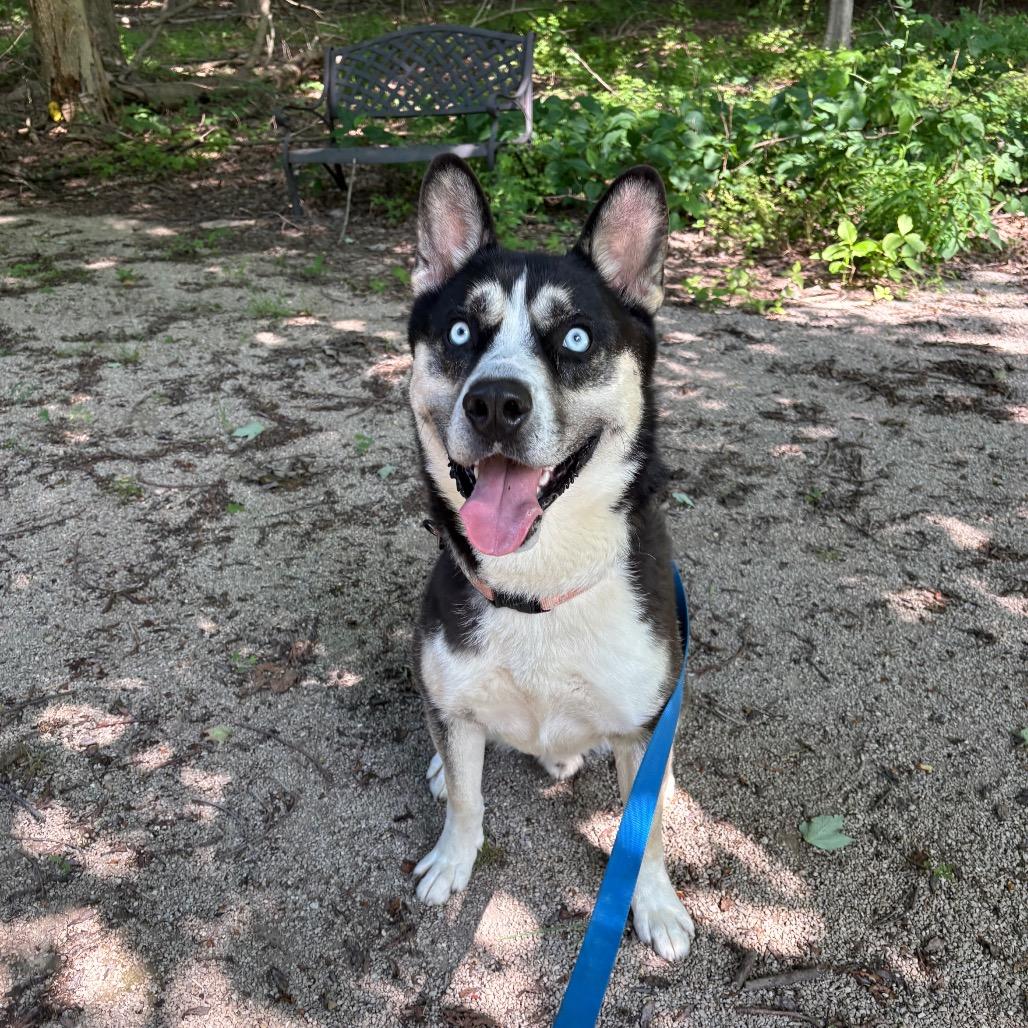 Duke, a Adoptable mixed breed in Novelty, OH image 4/4