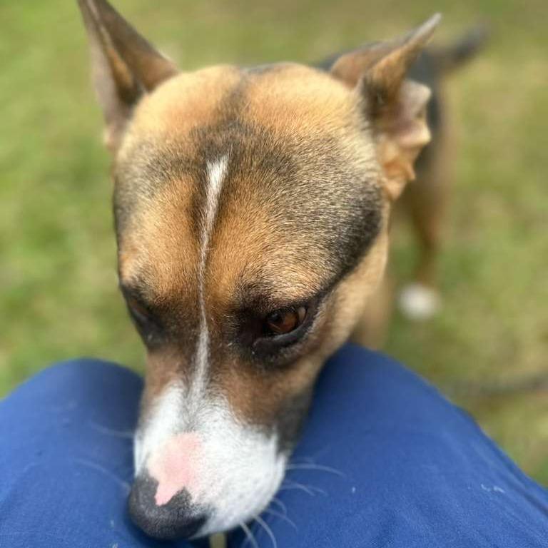 Enlarge Narcissa, a Adoptable Mixed Breed in Gadsden, AL image 1/6