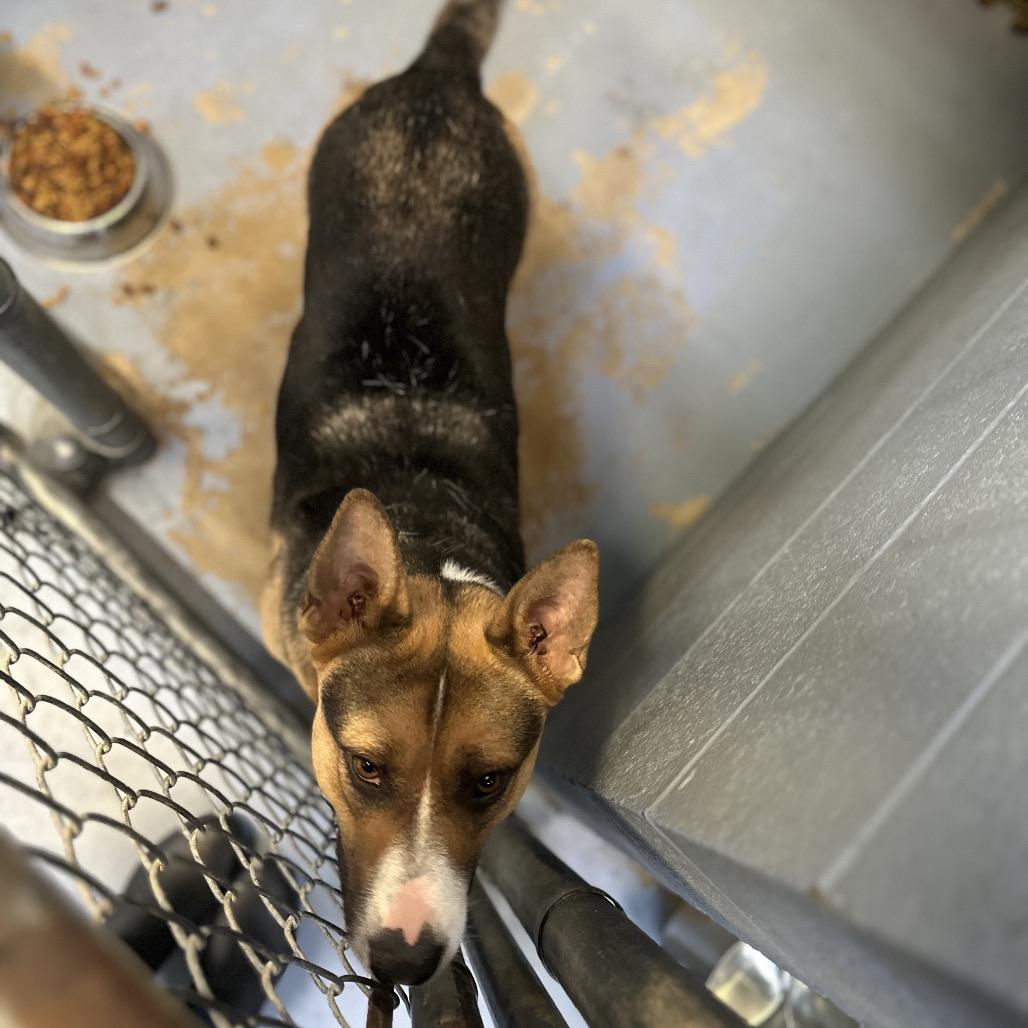Enlarge Narcissa, a Adoptable Mixed Breed in Gadsden, AL image 2/6