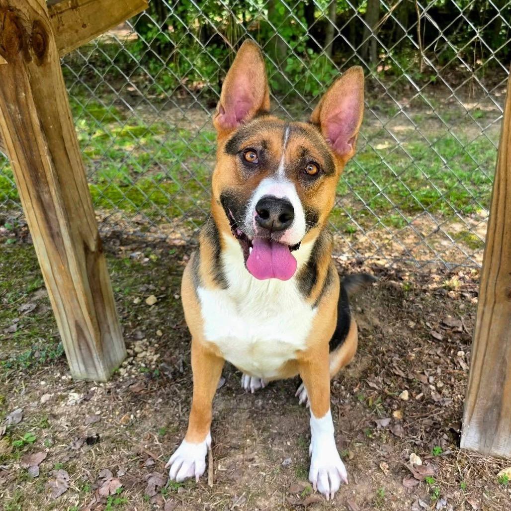 Enlarge Narcissa, a Adoptable Mixed Breed in Gadsden, AL image 3/6