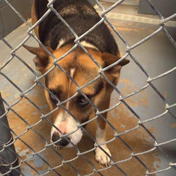 Enlarge Narcissa, a Adoptable Mixed Breed in Gadsden, AL image 3/6