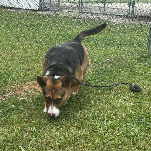 Enlarge Narcissa, a Adoptable Mixed Breed in Gadsden, AL image 4/6