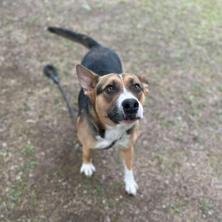 Enlarge Narcissa, a Adoptable Mixed Breed in Gadsden, AL image 5/6