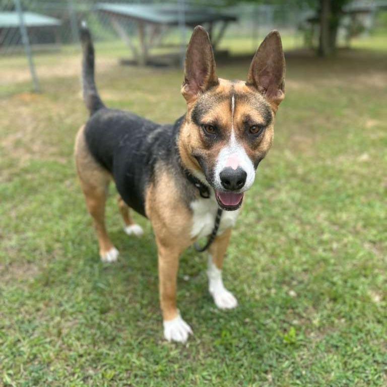 Enlarge Narcissa, a Adoptable Mixed Breed in Gadsden, AL image 6/6
