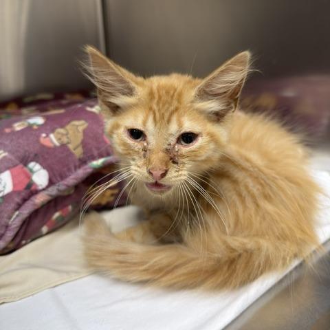 Enlarge Cheez-Whiz, a Adoptable Domestic Medium Hair in Donalsonville, GA image 1/1