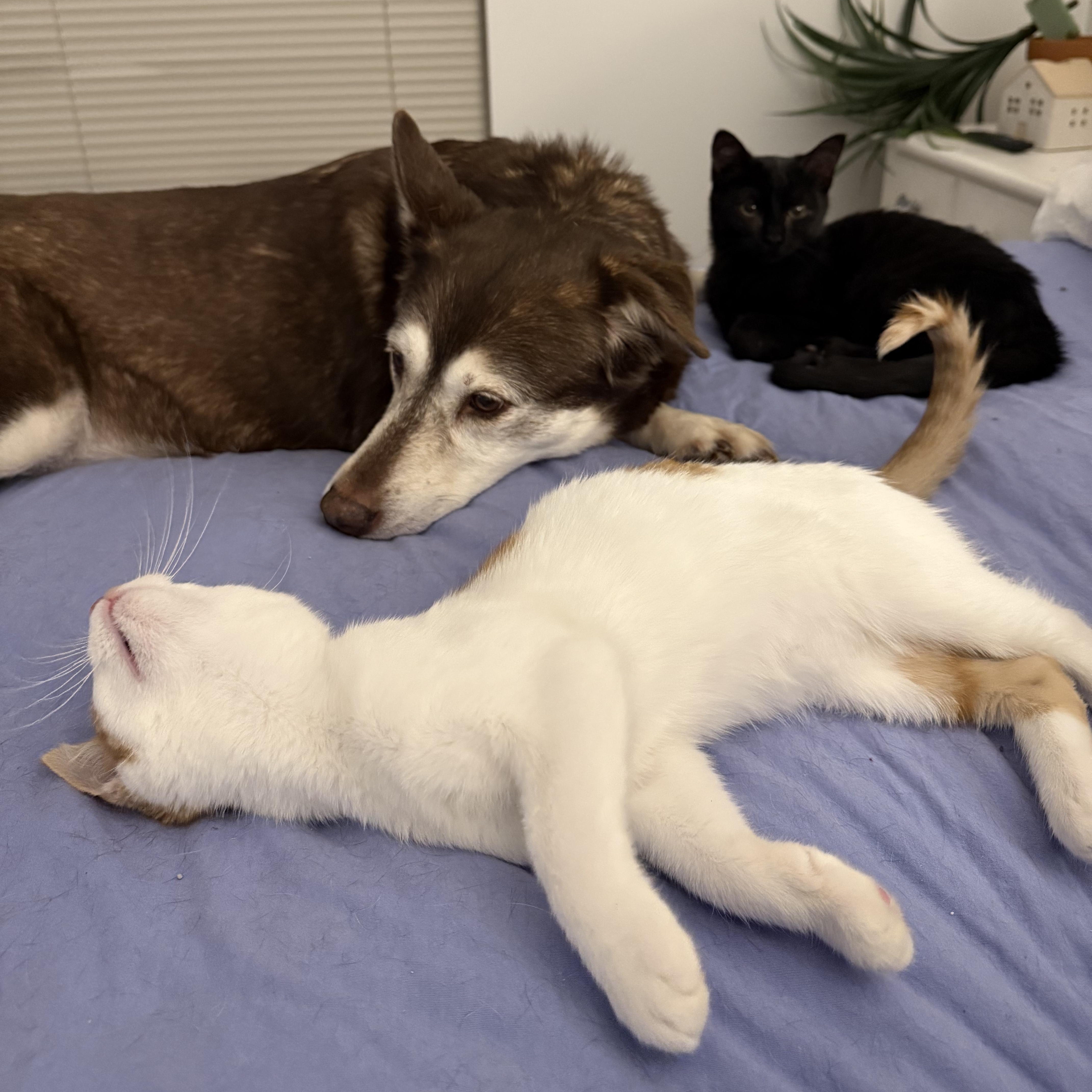 Enlarge Winter , a Adoptable mixed breed in CHURCHVILLE, NY image 4/4