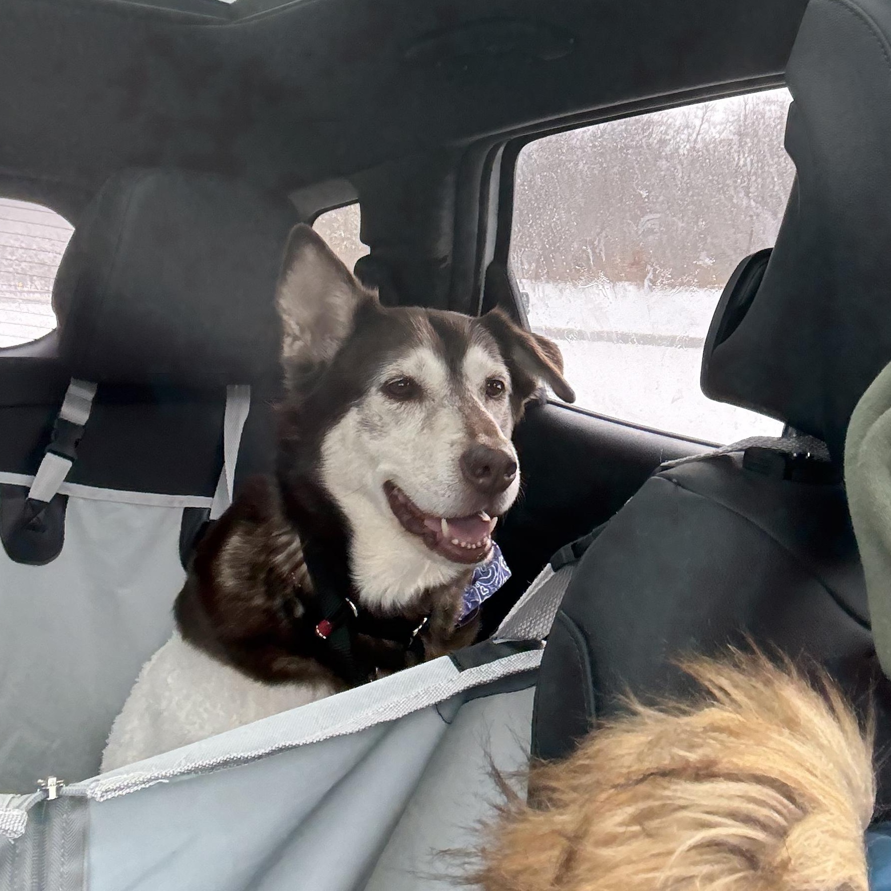 Enlarge Winter , a Adoptable mixed breed in CHURCHVILLE, NY image 3/4