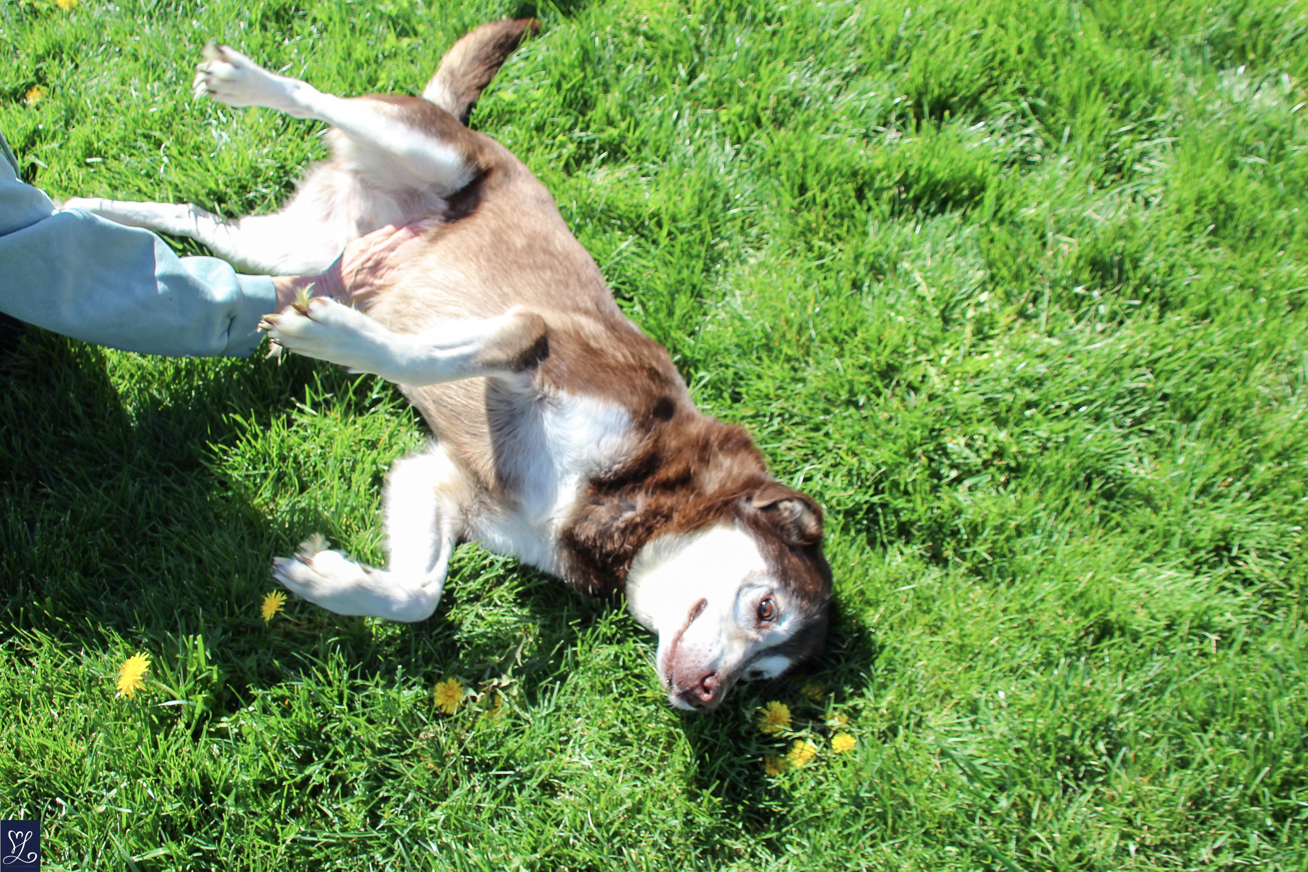 Enlarge Winter , a Adoptable mixed breed in CHURCHVILLE, NY image 6/6