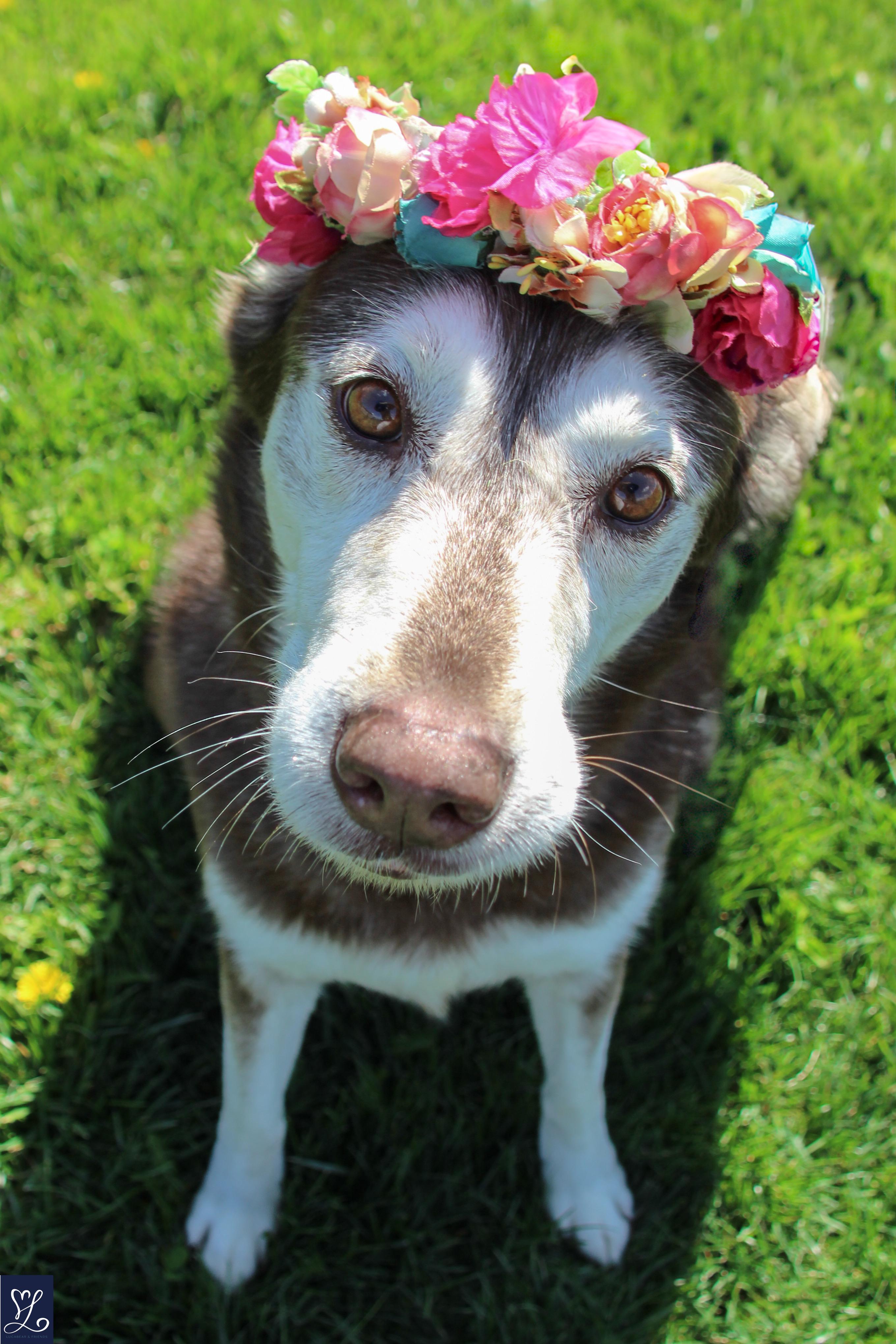 Enlarge Winter , a Adoptable mixed breed in CHURCHVILLE, NY image 2/6