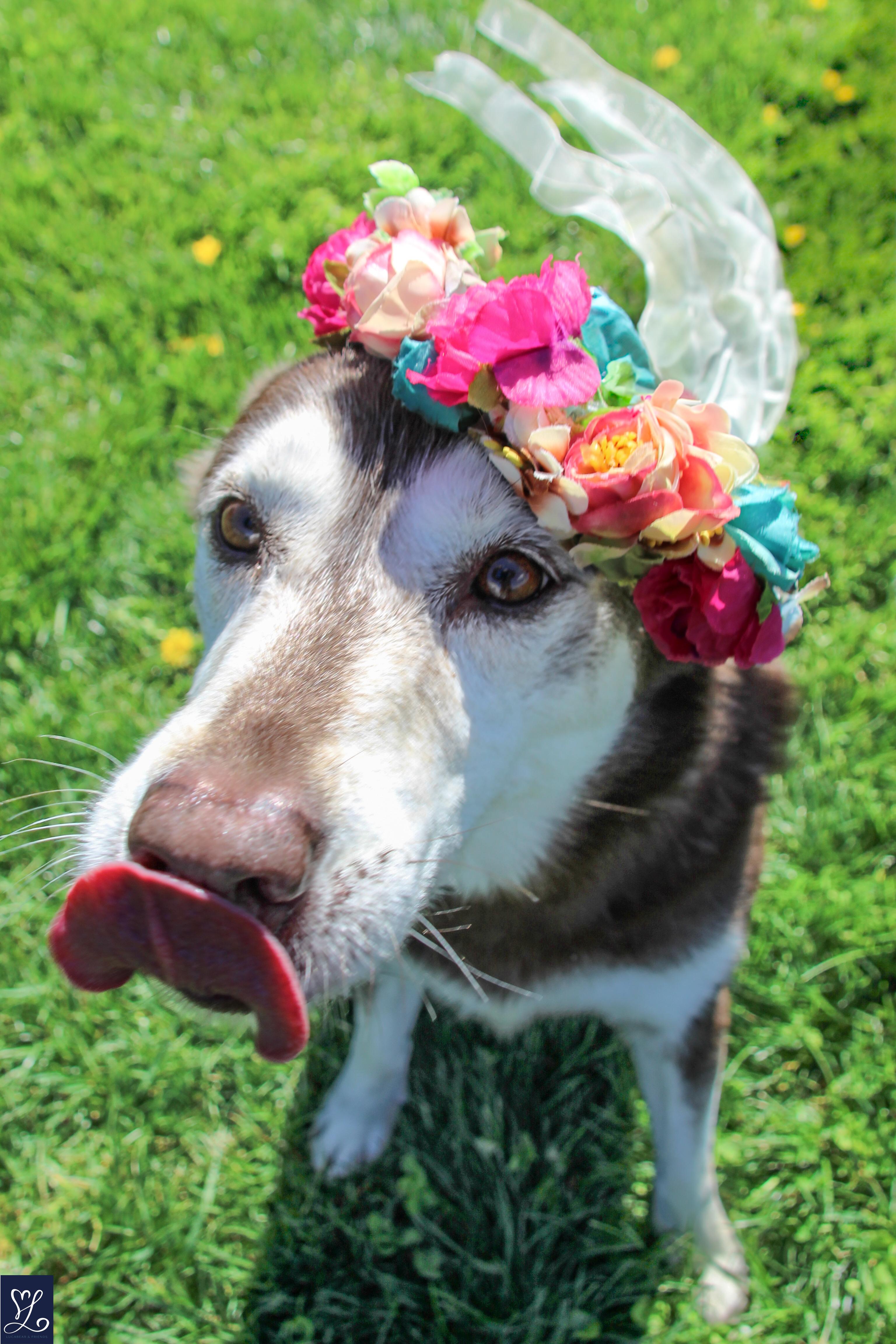 Enlarge Winter , a Adoptable mixed breed in CHURCHVILLE, NY image 5/6