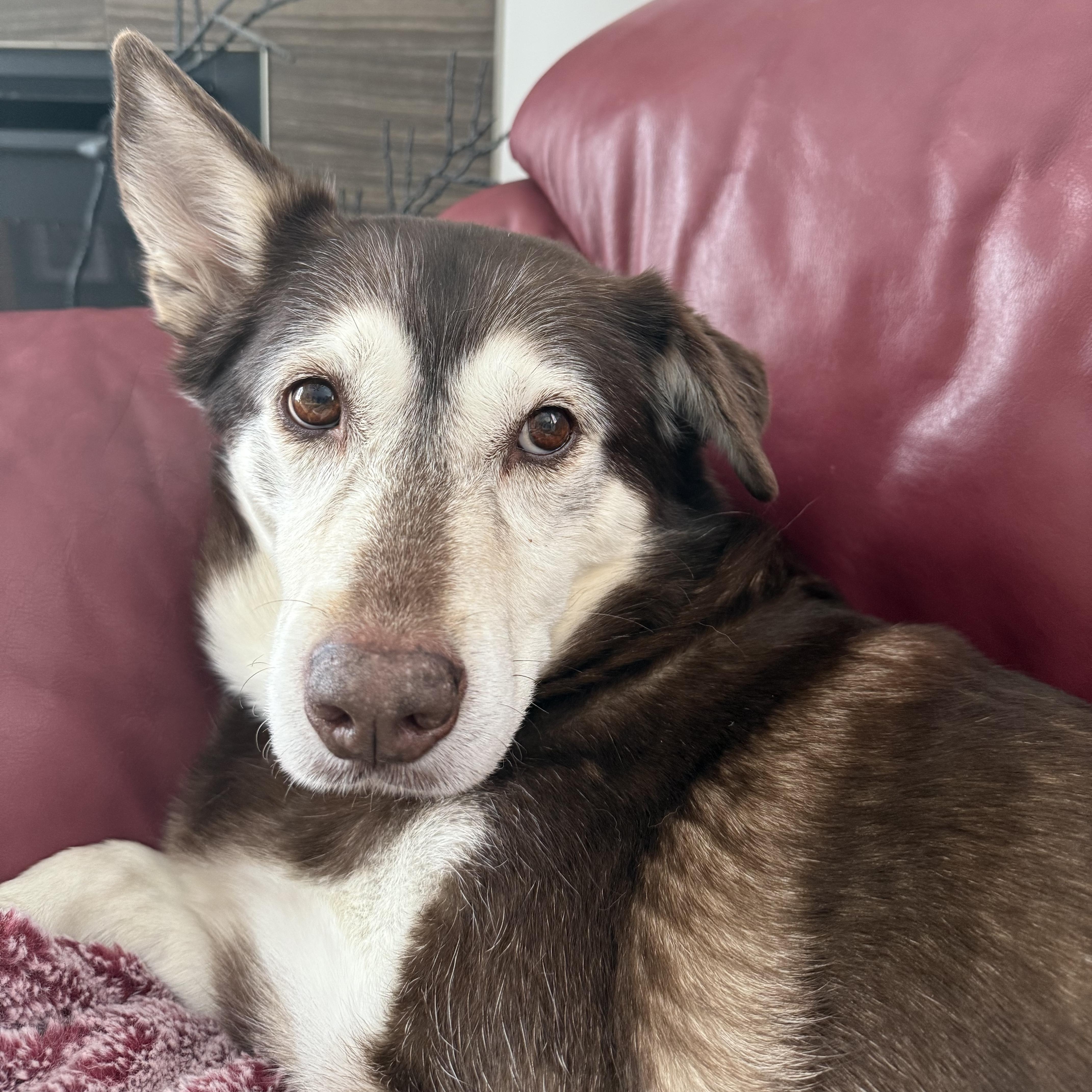 Enlarge Winter , a Adoptable mixed breed in CHURCHVILLE, NY image 1/4