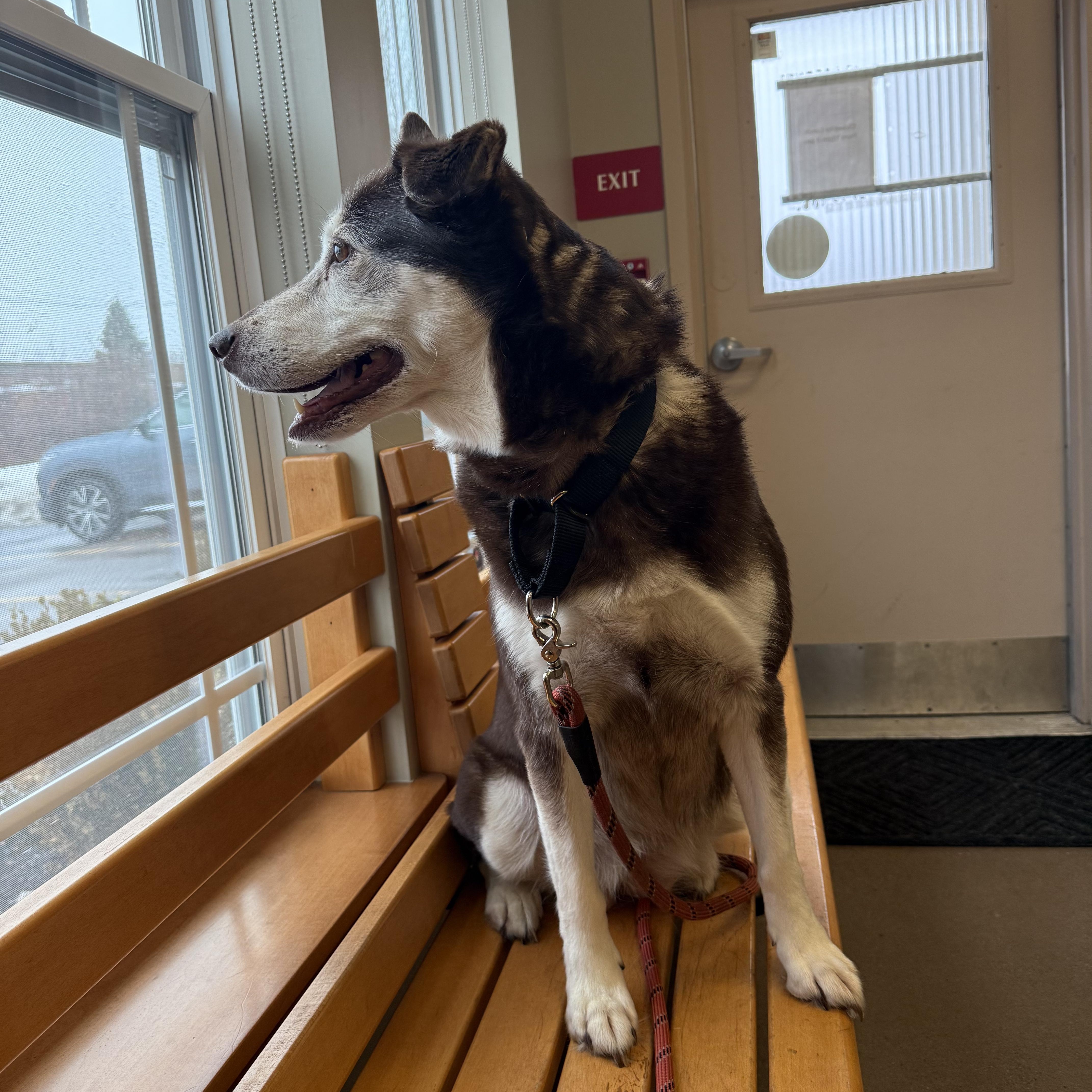 Enlarge Winter , a Adoptable mixed breed in CHURCHVILLE, NY image 2/4