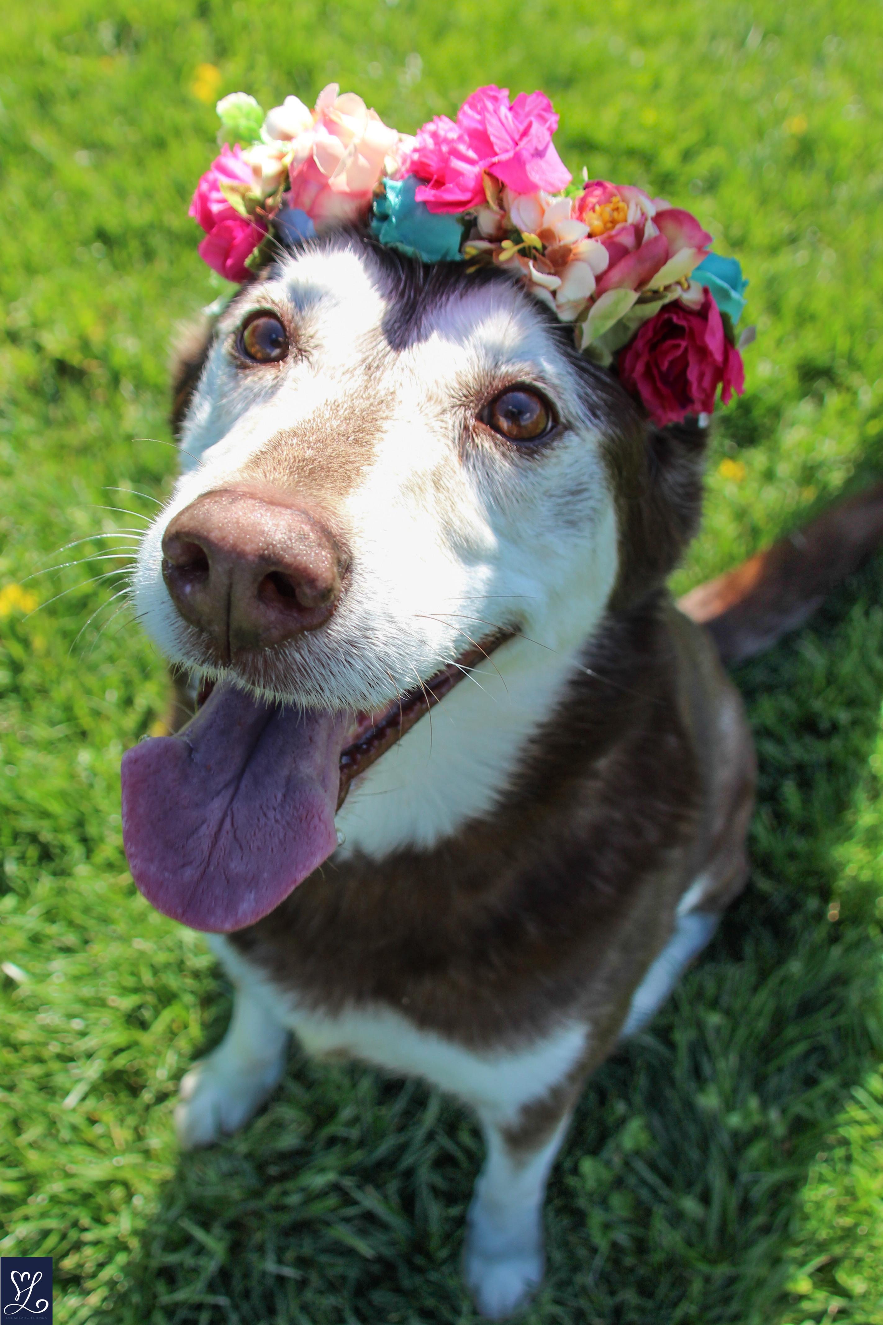 Winter , Adoptable, Senior Female Husky.