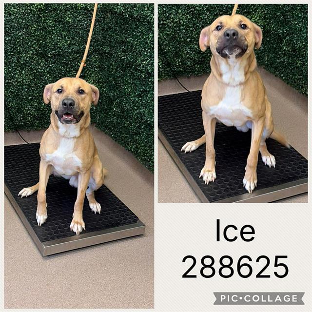Enlarge ICE, a Adoptable mixed breed in Macon, GA image 1/1