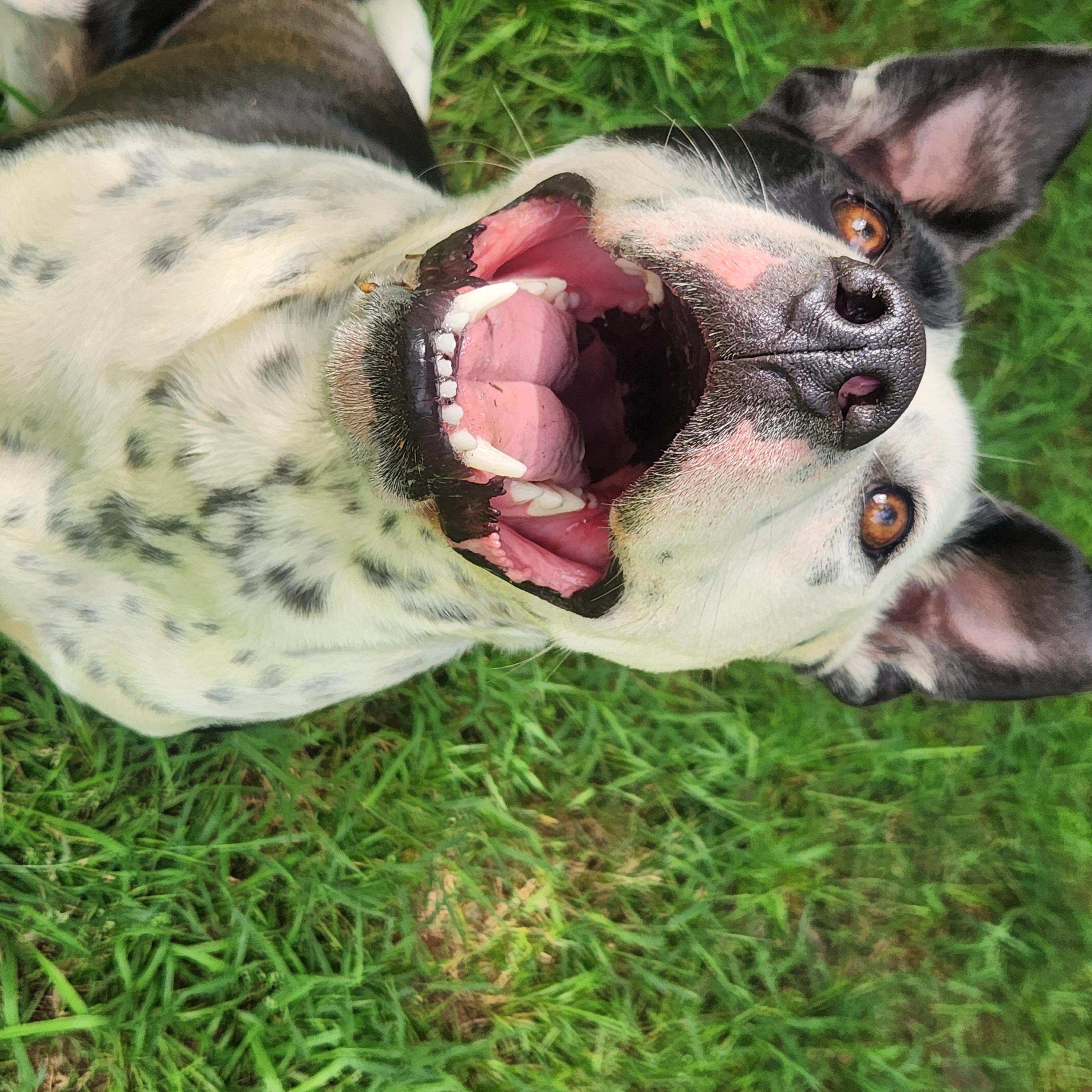 Benny