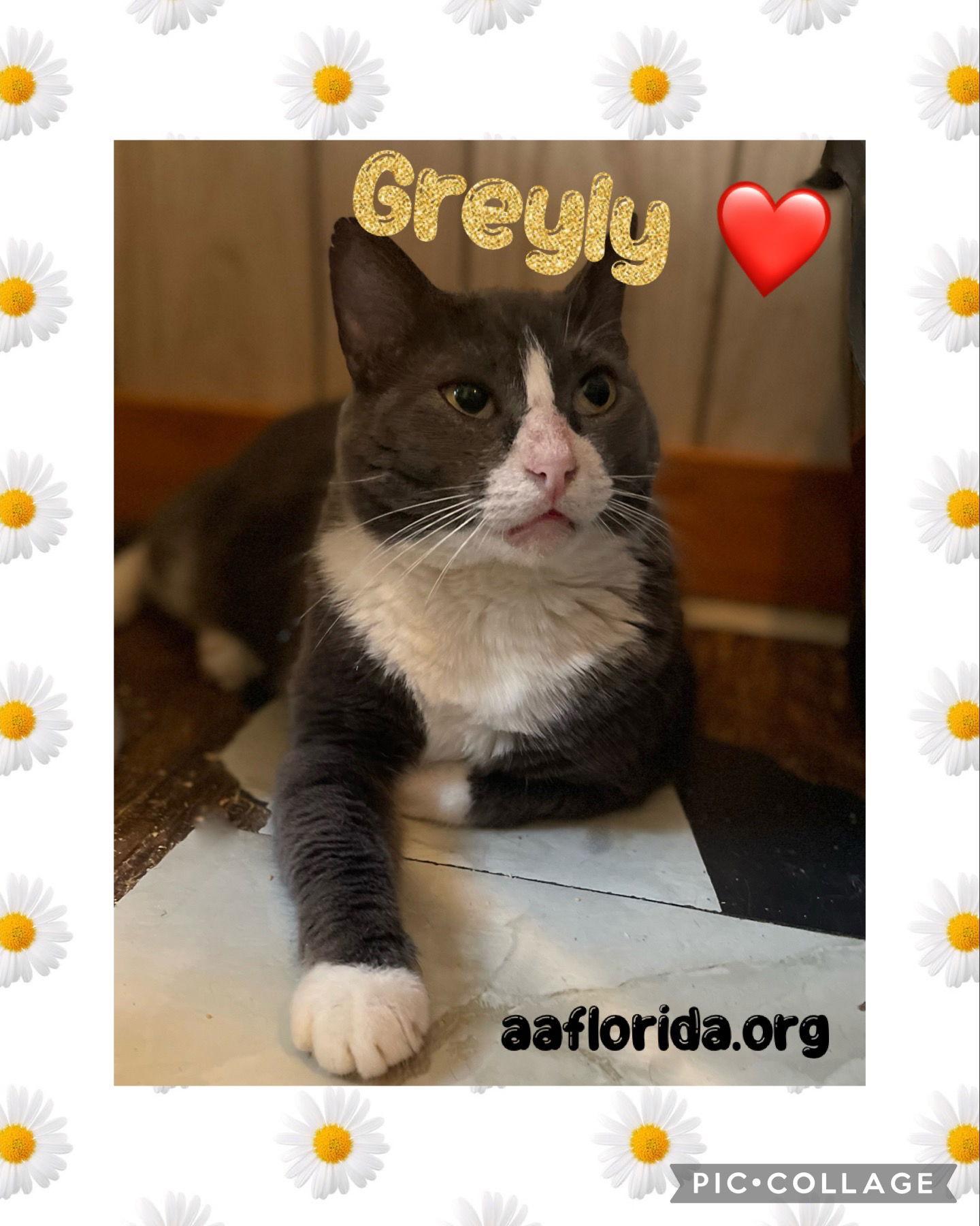 Greyly, Adoptable, Adult Male Domestic Short Hair.