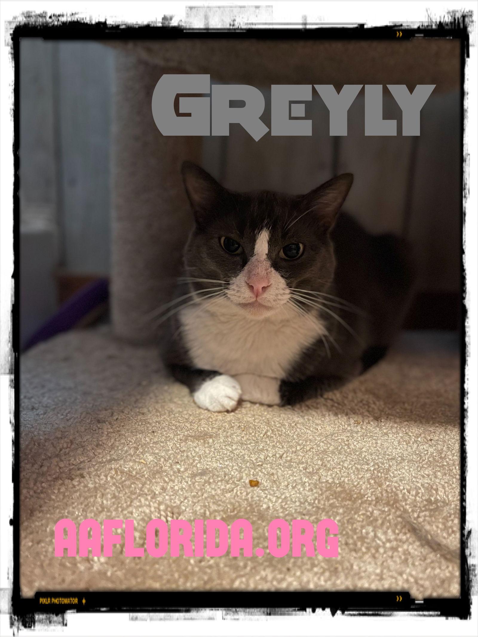 Enlarge Greyly, a Adoptable Domestic Short Hair in Pensacola, FL image 2/2