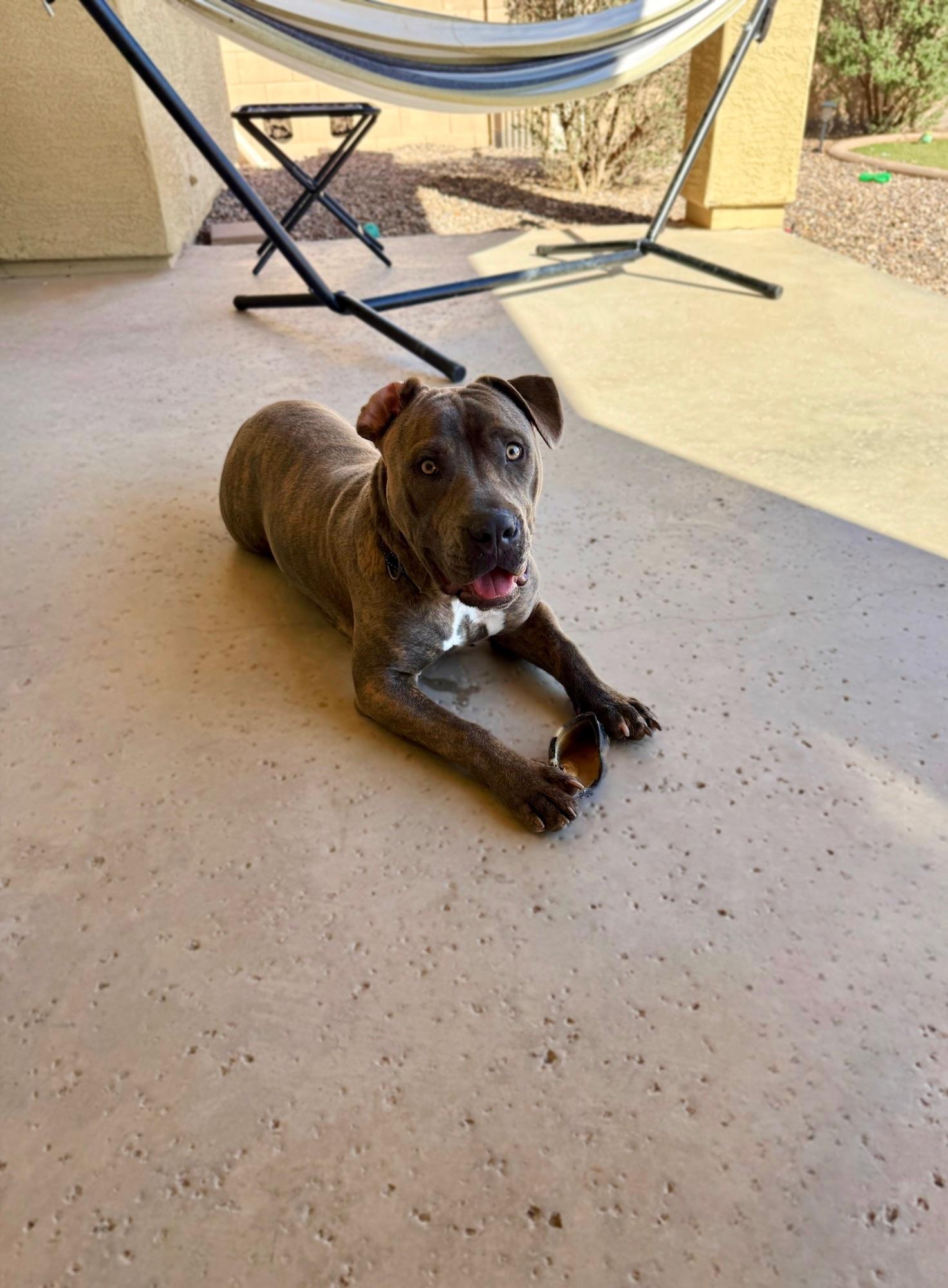 Ralphie, Young Male Staffordshire Bull Terrier