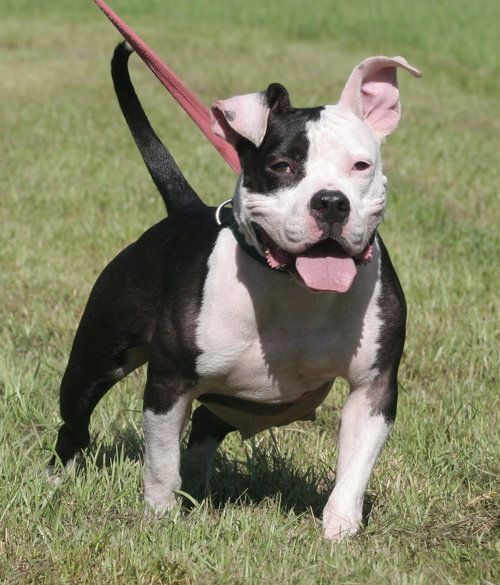 Enlarge Sarah, a Adoptable mixed breed in North Fort Myers, FL image 2/4