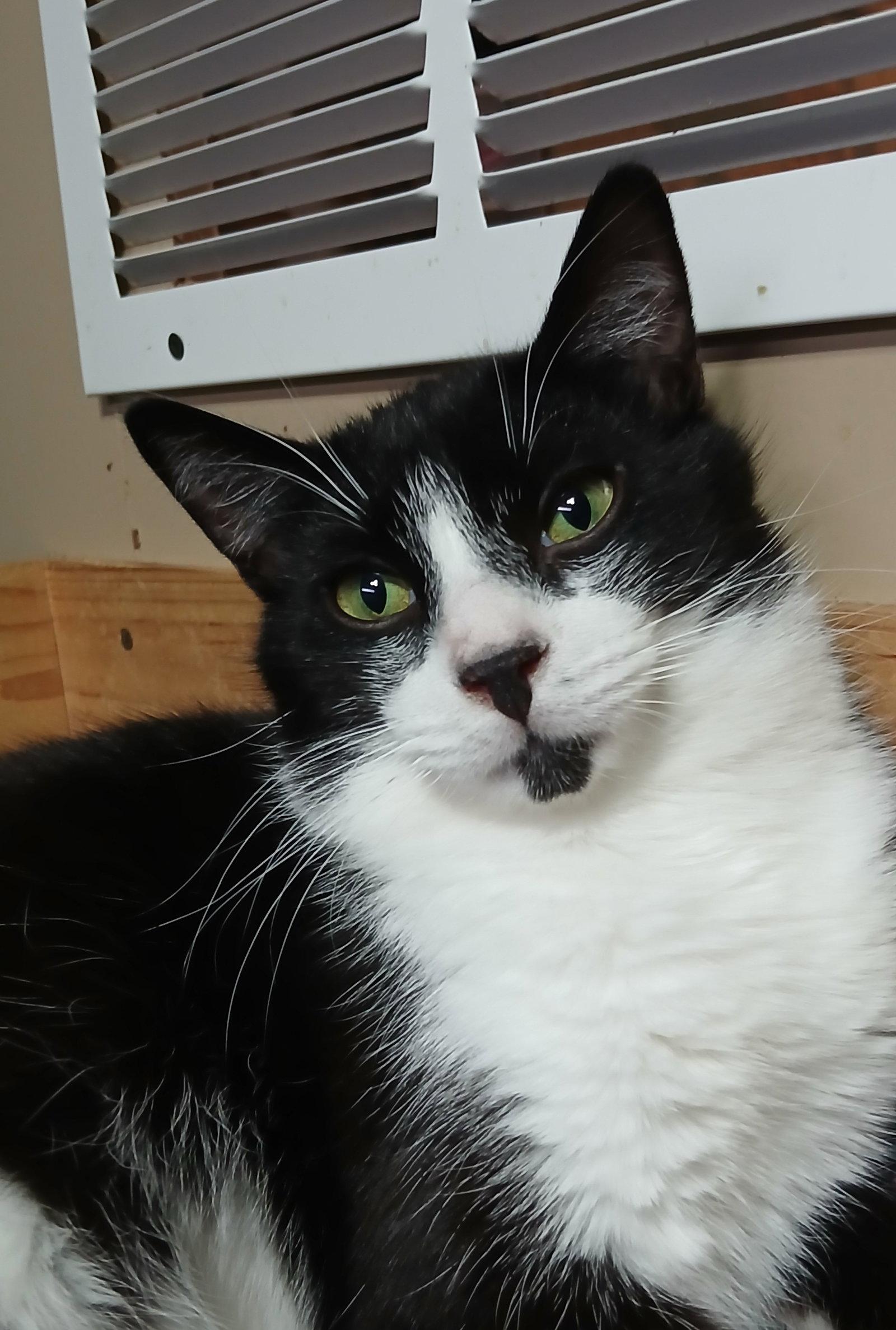 Enlarge Popcorn, a Adoptable Domestic Short Hair in Bay City, MI image 1/1