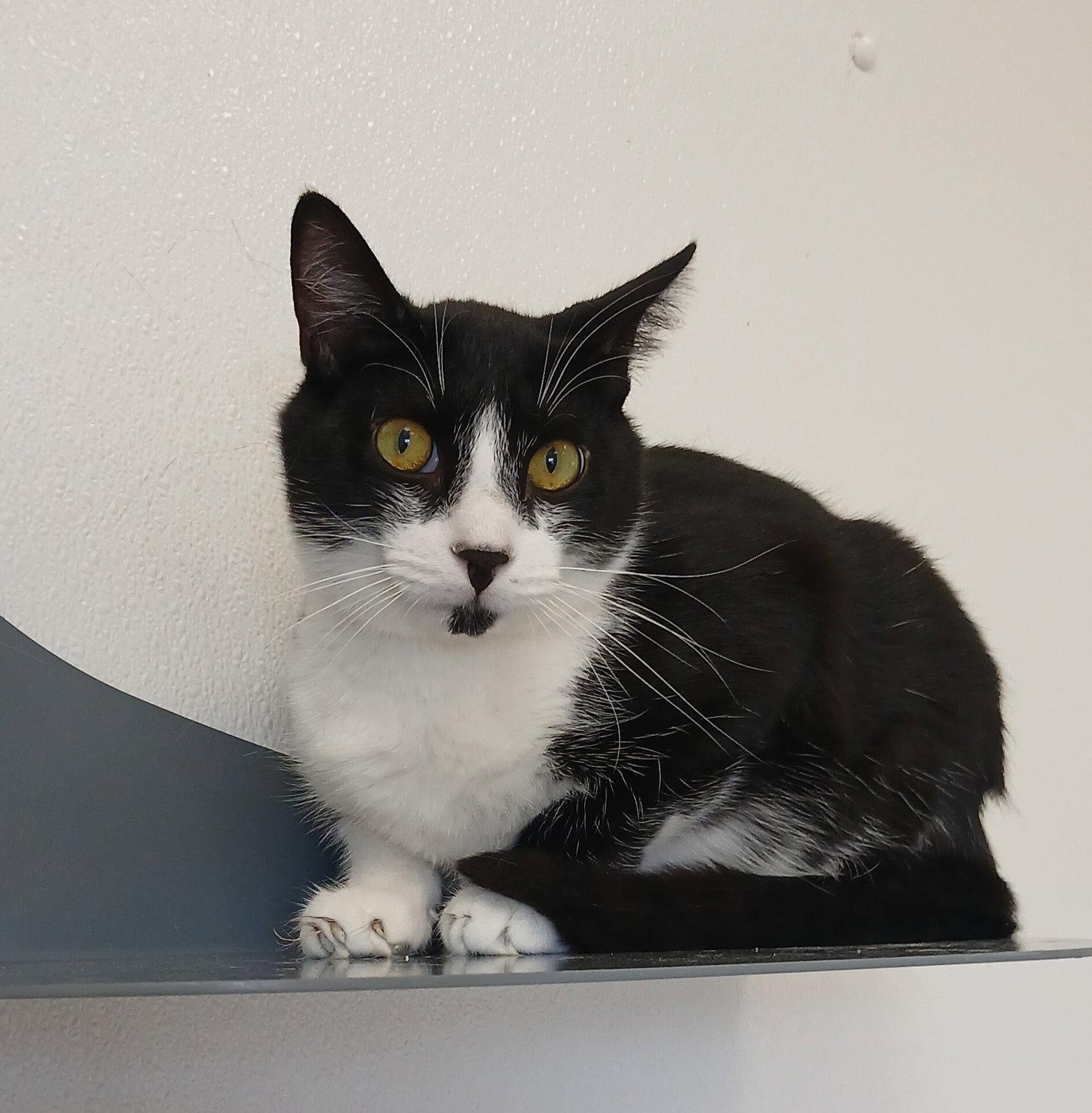 Enlarge Popcorn, a Adoptable Domestic Short Hair in Bay City, MI image 2/2