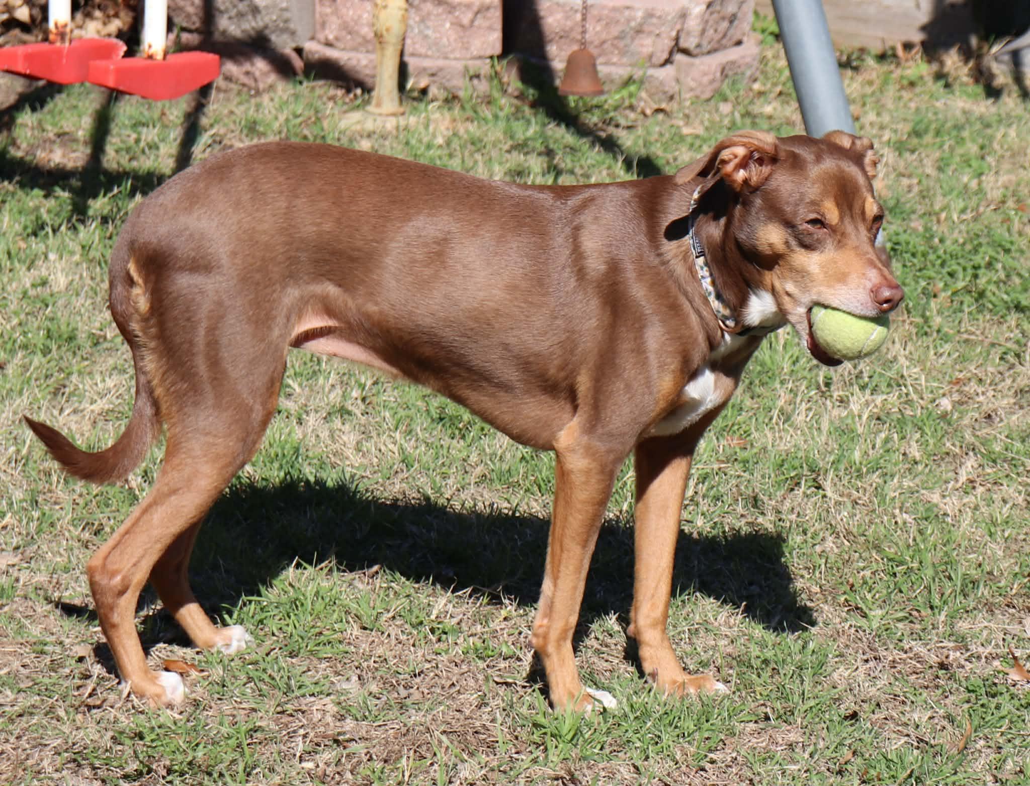 Sadie, a ADOPTABLE mixed breed in Temple, TX image 2/6