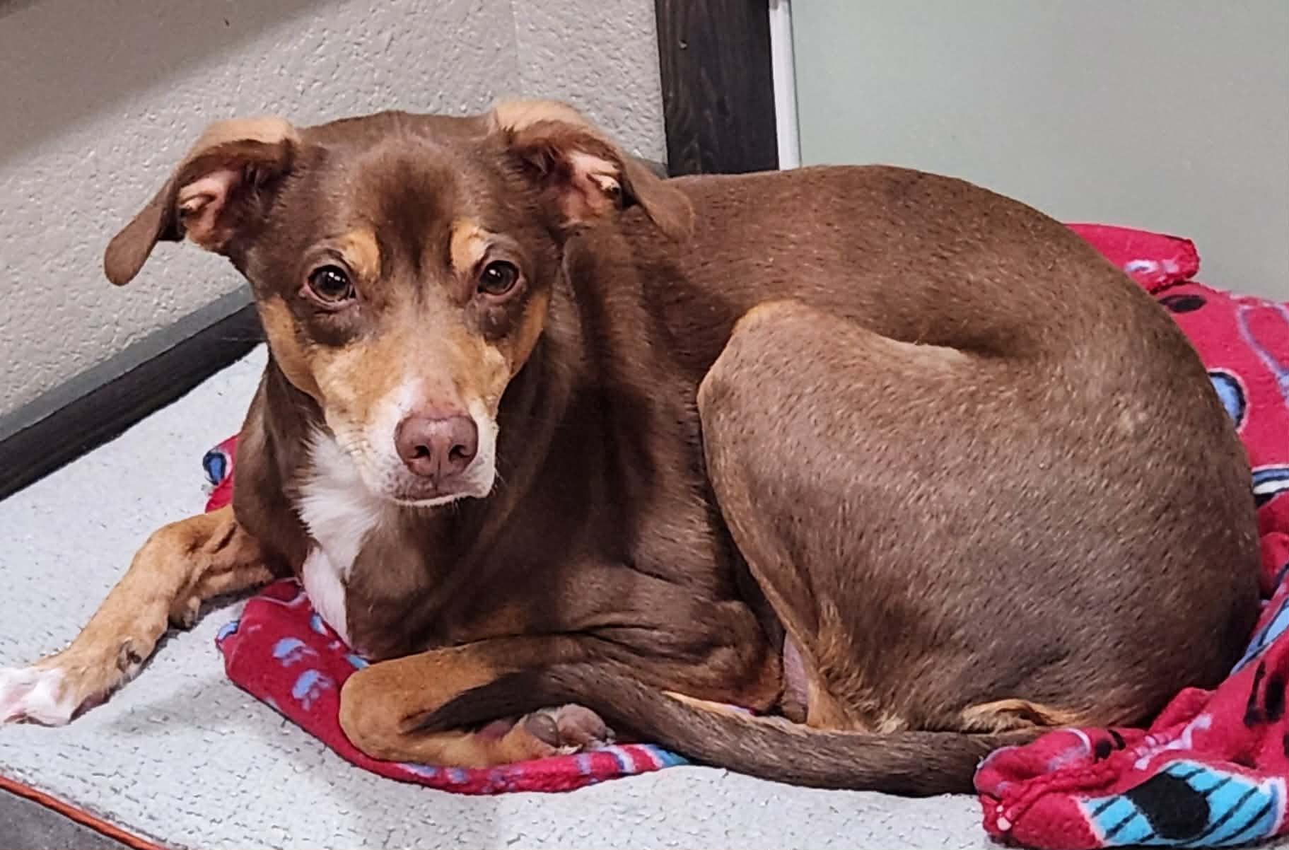 Sadie — thumbnail 3