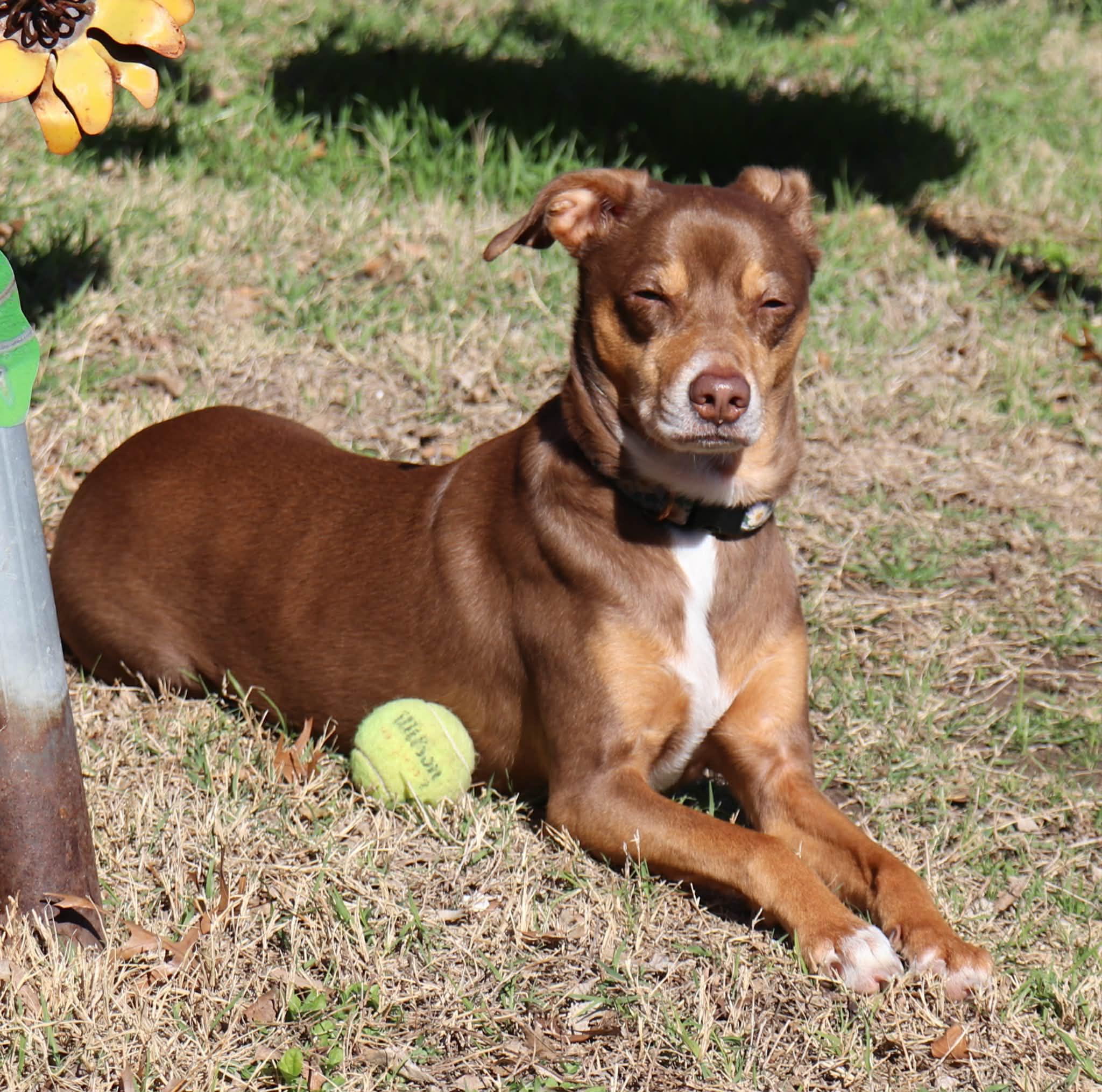 Sadie, a ADOPTABLE mixed breed in Temple, TX image 3/6
