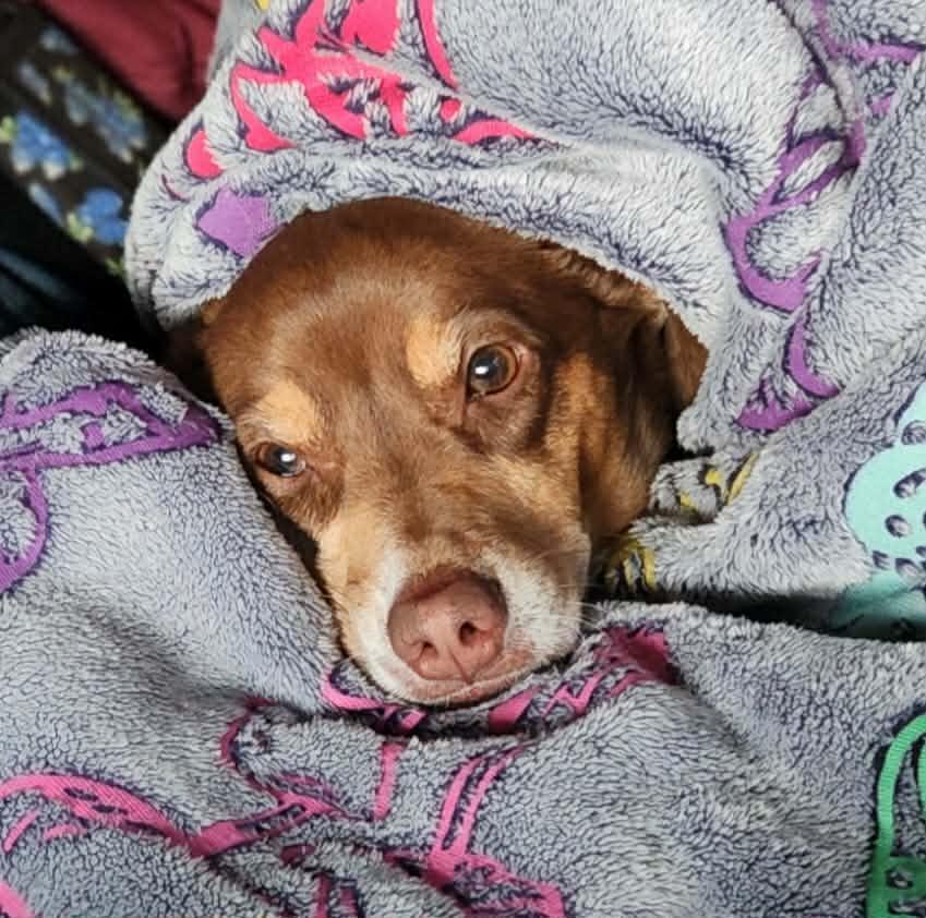 Sadie, a ADOPTABLE mixed breed in Temple, TX image 4/6