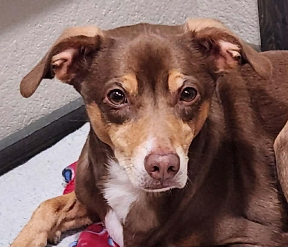 Sadie, ADOPTABLE, Adult Female Whippet.