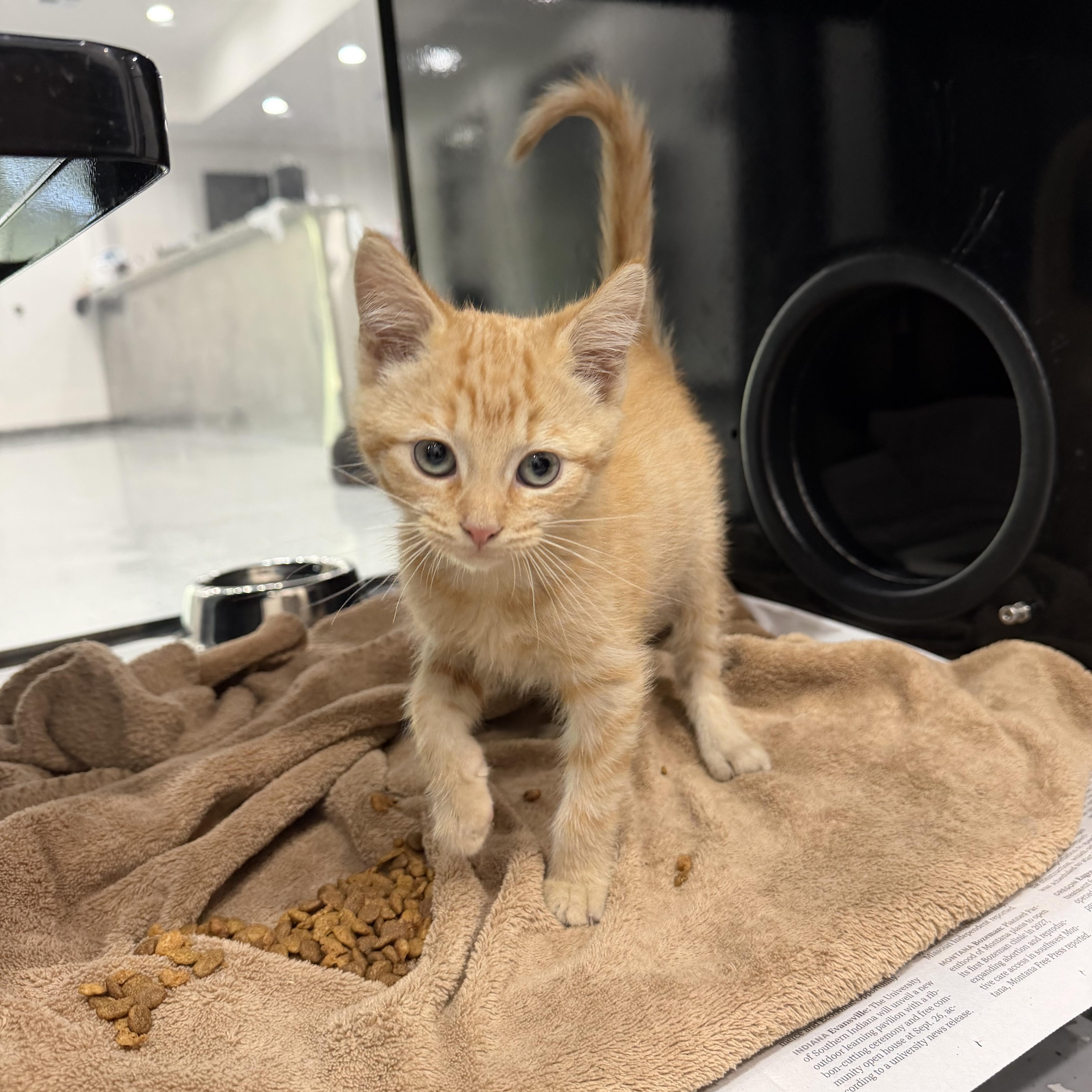 Enlarge Cotton Candy, a Adoptable Domestic Short Hair in Sherman, TX image 2/2