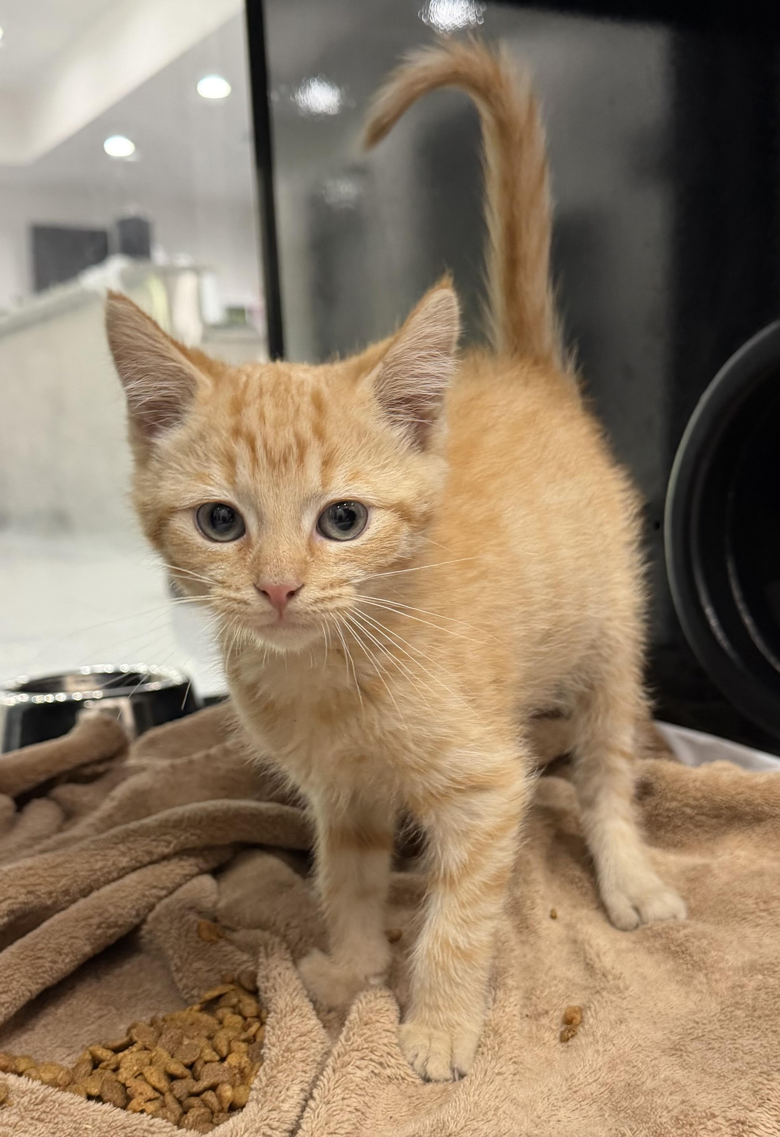 Enlarge Cotton Candy, a Adoptable Domestic Short Hair in Sherman, TX image 1/2