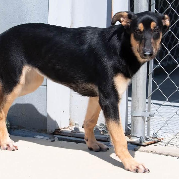 Enlarge Tinkerbell 22877, a Adoptable Shepherd in Minneapolis, MN image 1/5